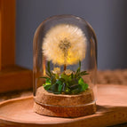 Dandelion Wish