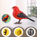 Scarlet Tanager