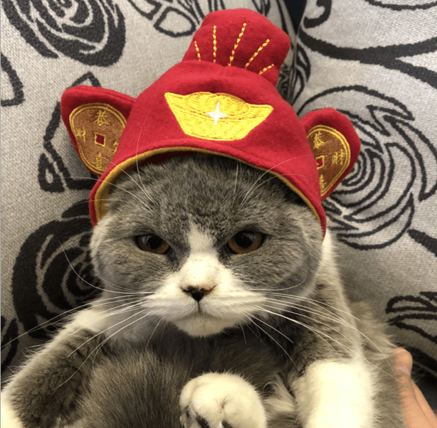 Cat Hats with Bunny Ears, Small Dog Hat with Adjustable Chin Strap – image 16