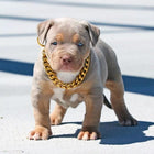 Dog Collars, Gold Chain Collar for Dogs, Pet Jewelry Dog Chain Necklace in Rose Gold and Gold