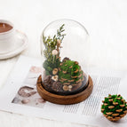 Poppy Pine Dream