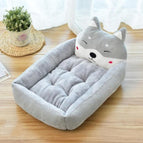 Grey Akita / M