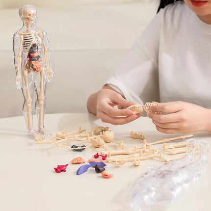 3D Anatomy Model, Transparent Human Body Anatomy Model with Removable Organs, Skeleton Model for Nursing Student Gift