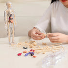 3D Anatomy Model, Transparent Human Body Anatomy Model with Removable Organs, Skeleton Model for Nursing Student Gift