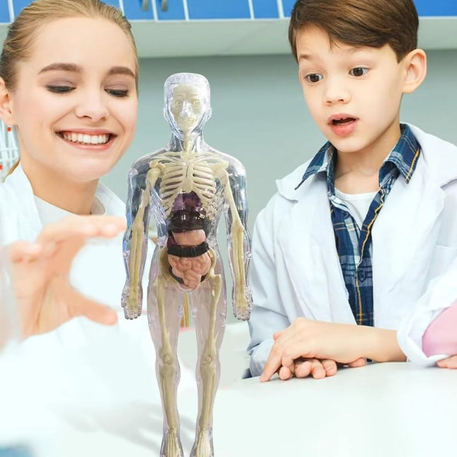 3D Anatomy Model, Transparent Human Body Anatomy Model with Removable Organs