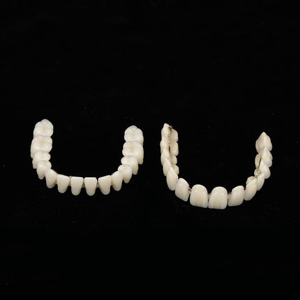 Vepine Denture Care Collection | 280pcs Resin False Teeth Set for Teaching & Patient Use | Realistic Dental Models for Oral Health Education