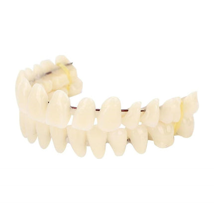 Vepine Denture Care Collection | 280pcs Resin False Teeth Set for Teaching & Patient Use | Realistic Dental Models for Oral Health Education