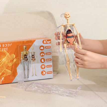 3D Anatomy Model, Transparent Human Body Anatomy Model with Removable Organs – image 10
