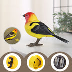 Yellow-bellied Tanager
