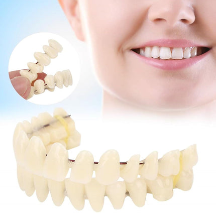 Vepine Denture Care Collection | 280pcs Resin False Teeth Set for Teaching & Patient Use | Realistic Dental Models for Oral Health Education