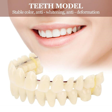 Vepine Denture Care Collection | 280pcs Resin False Teeth Set for Teaching & Patient Use | Realistic Dental Models for Oral Health Education