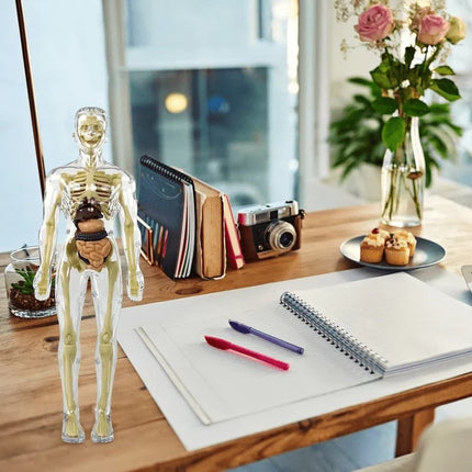 3D Anatomy Model, Skeleton Model for Nursing Student Gift – image 9