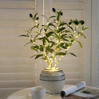 Olive Branch