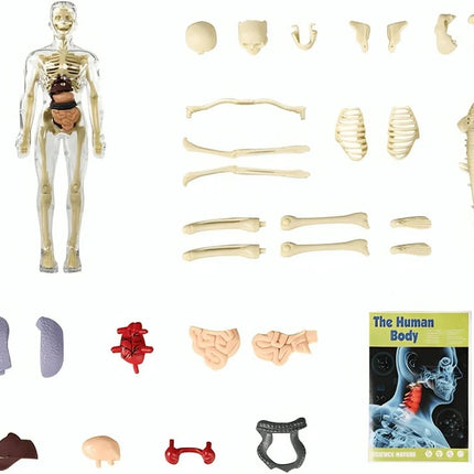 3D Anatomy Model, Skeleton Model for Nursing Student Gift