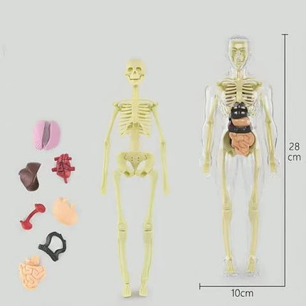 3D Anatomy Model, Transparent Human Body Anatomy Model with Removable Organs – image 12