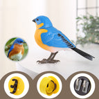 Eastern Robin