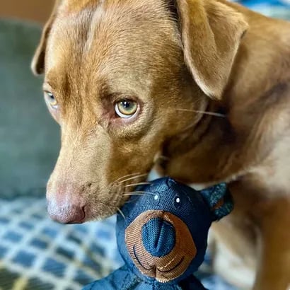 BearTough | Indestructible Dog Toy for Aggressive Chewers with Triple-Layered Strength | Eco-Friendly Design for Healthy Play 1
