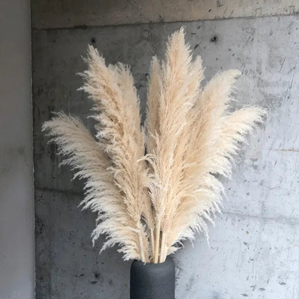 Blissful Pampas Grass | Natural Dried Decor 1