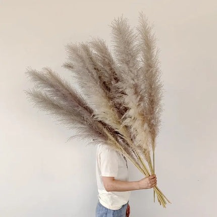 Blissful Pampas Grass | Natural Dried Decor 2