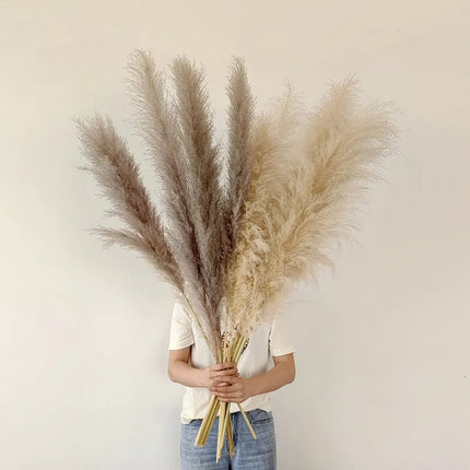Blissful Pampas Grass | Natural Dried Decor 4