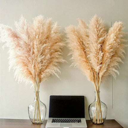 Blissful Pampas Grass | Natural Dried Decor 5