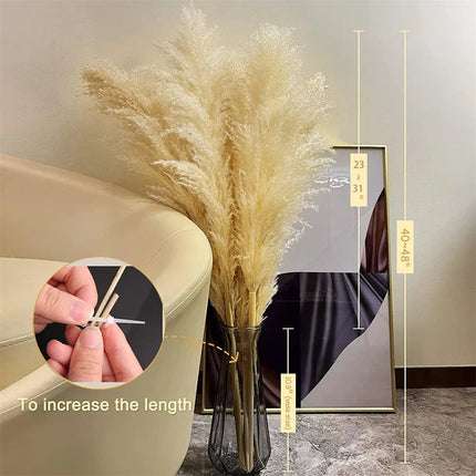 Blissful Pampas Grass | Natural Dried Decor 6
