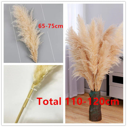 Blissful Pampas Grass | Natural Dried Decor 7