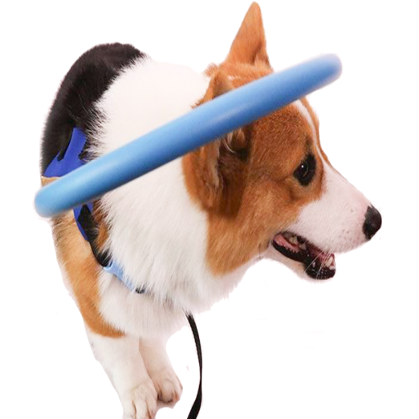 BrightGuide | Bumper Collar Harness for Blind Dogs with Lightweight Design | Safe Mobility for Daily Walks 0