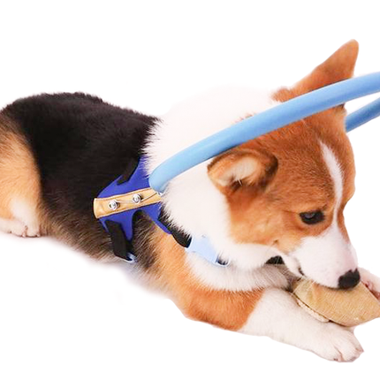 BrightGuide | Bumper Collar Harness for Blind Dogs with Lightweight Design | Safe Mobility for Daily Walks 1
