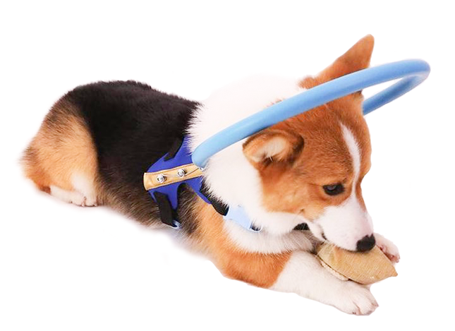 BrightGuide | Bumper Collar Harness for Blind Dogs with Lightweight Design | Safe Mobility for Daily Walks 1