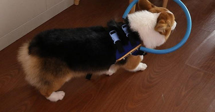 BrightGuide | Bumper Collar Harness for Blind Dogs with Lightweight Design | Safe Mobility for Daily Walks 4
