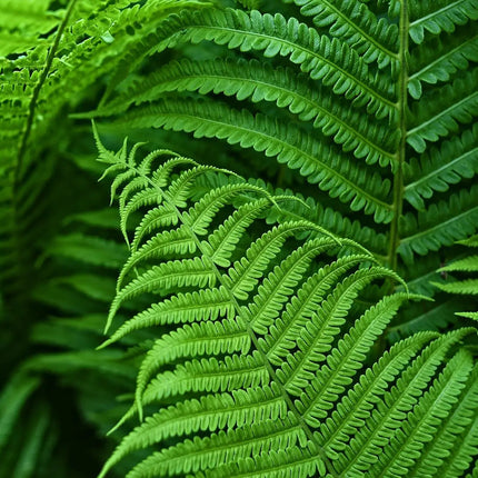 Artificial Boston Ferns Set of 18, UV Resistant Outdoor Artificial Plants