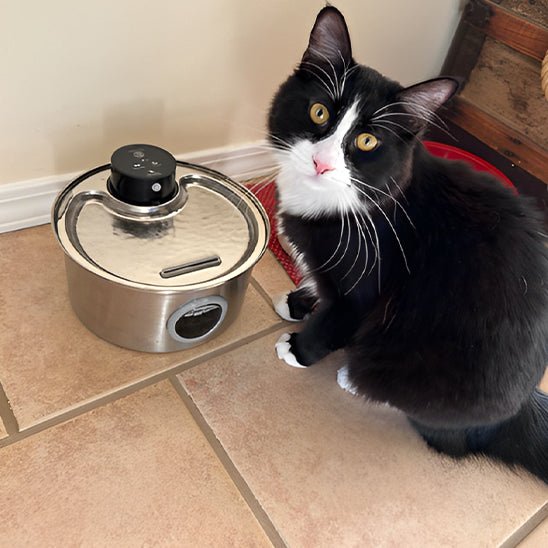 Innovative Cat Water Fountain | Cordless Design with Long Battery Life | Flexible Hydration Solution for Cats 1