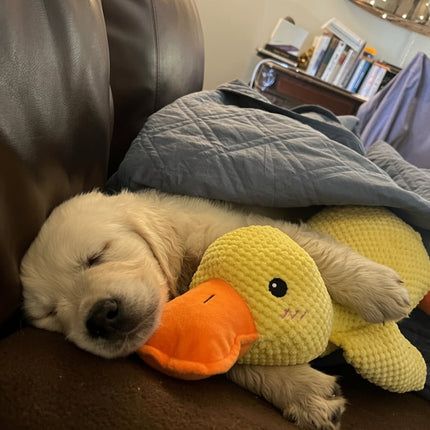 Interactive Dog Toy | Calming Duck with Quacking Sound | Engaging Chew Toy for Stress Relief 1