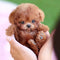 Interactive Plush Puppy Toy with Lifelike Motion & Touch Response | Comforting Companion for All Ages 0