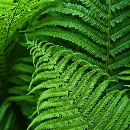 Lifelike Artificial Boston Fern | UV Resistant Faux Plants for Maintenance-Free Outdoor Décor 2