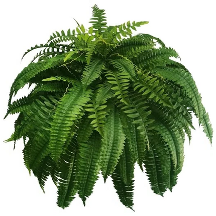 Lifelike Artificial Boston Fern | UV Resistant Faux Plants for Maintenance-Free Outdoor Décor 5