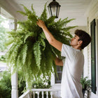 Lifelike Boston Fern | UV Protected Artificial Plant for Year-Round Beauty 0