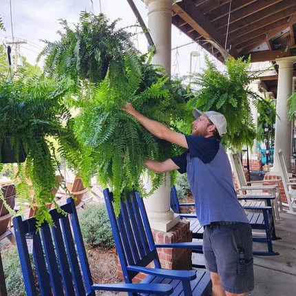 Lifelike Boston Fern | UV Protected Artificial Plant for Year-Round Beauty 2