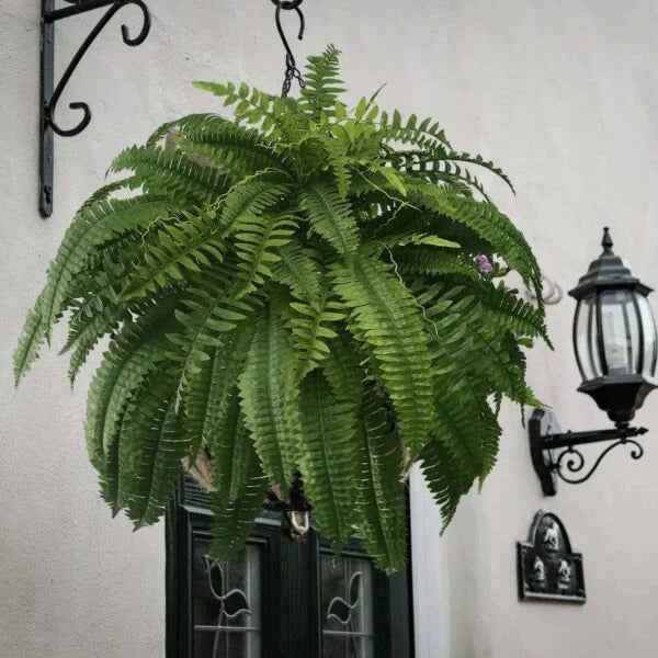 Lifelike Faux Boston Fern | UV Resistant Artificial Plant for Indoor & Outdoor Decor 1