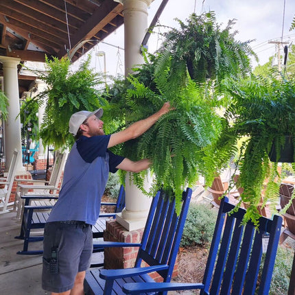 Artificial Boston Ferns Set of 18, Fake Ferns Outdoor – image 13