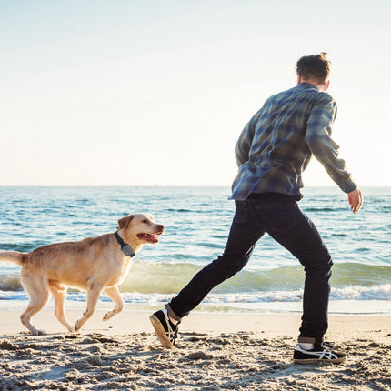 Pawfey | GPS Wireless Dog Fence System with Adjustable Range | Safe Boundary for Outdoor Freedom 6