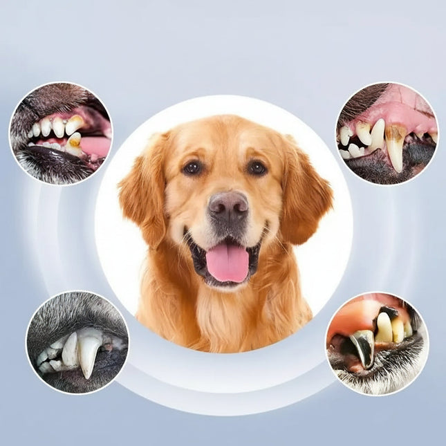 PetCare | Dog Dental Cleaning Device with 5 Adjustable Levels | Effective Pet Dental Care for Healthier Smiles 1