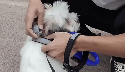 Pet Guardian | GPS Dog Tracker with Real-Time Updates | Compact Design for Safety and Control 2