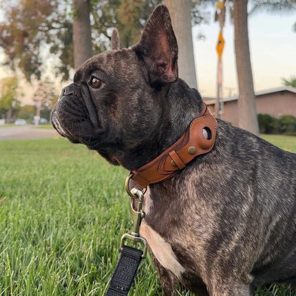 SafeTrack | Dog Collar with Eco-Friendly Leather & Waterproof Design | Comfortable Tracker Solution for Pet Safety 2