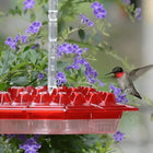 Vibrant Glass Hummingbird Feeder with Integrated Ant Moat | Easy Clean Design for Uncontaminated Nectar 0