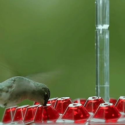 Vibrant Glass Hummingbird Feeder with Integrated Ant Moat | Easy Clean Design for Uncontaminated Nectar 3