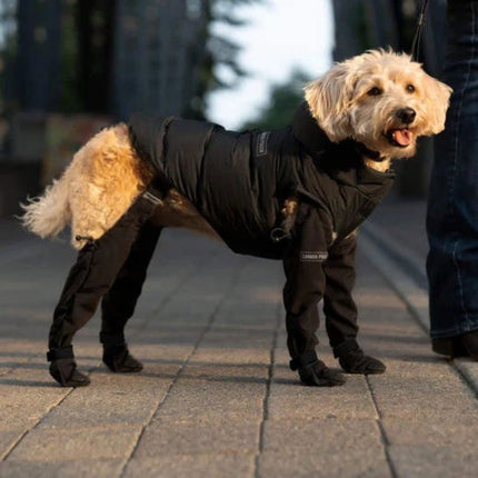 Wearclo | Dog Leggings with All-Weather Paw Protection | Durable Design for Ultimate Comfort 1