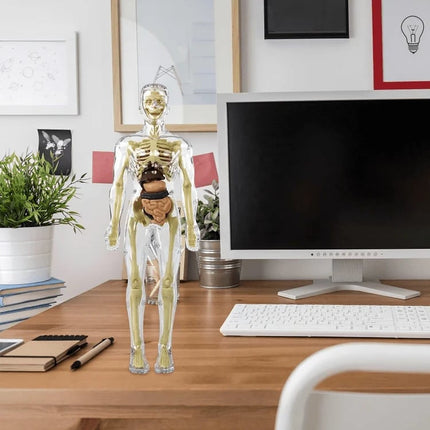 3D Anatomy Model, Transparent Human Body Anatomy Model with Removable Organs – image 8