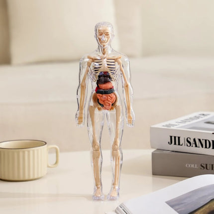 3D Anatomy Model, Transparent Human Body Anatomy Model with Removable Organs – image 4